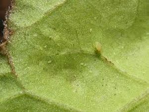 uploads/images/pest/potato whitefly.jpg